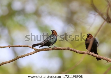 Two Northern mocking birds on tree branch