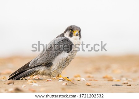 A northern peregrine falcon (Falco peregrinus calidus) sitting in the sand with shells, in a beach of the Natural Park of the Ebro Delta, in Catalonia.