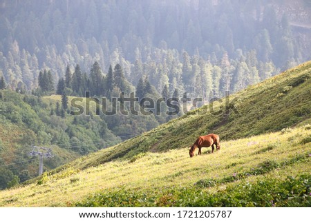 horse grazes in mountain with forest on background. brown horses grazing on mountain pasture