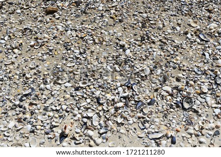Set of different seashells on the seashore. The beach of the black sea. Ukraine.