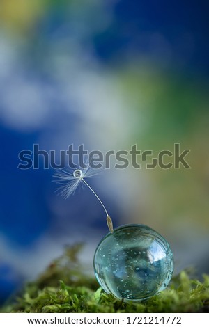 Beautiful dandelion seed standing still on raindrop rain water dew on water drop. Yellow flower and planet Earth background. Colourful artistic image, nature concept. Free text copy space