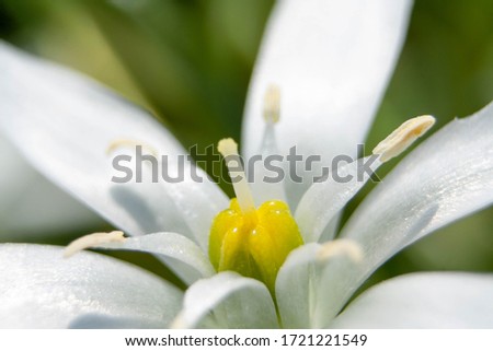 White flower with beautiful yellow stamens in the spring garden