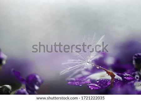 Macro shot of dandelion with water drops on a violet flower