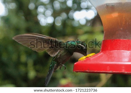 A hummingbird photographed during his flight.
