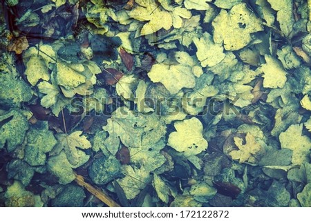 Autumn leaves in water