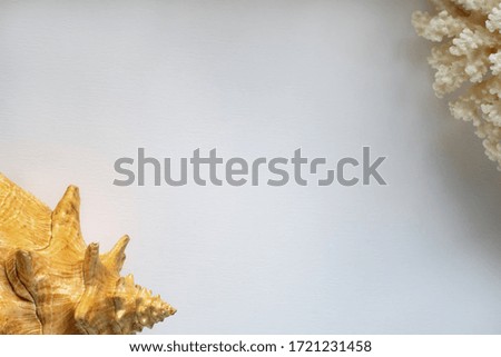 Seashell and white coral on a white table background, empty space for photos