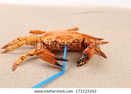 Red crab on sand and tubule for a cocktail. Isolated on a sand background.