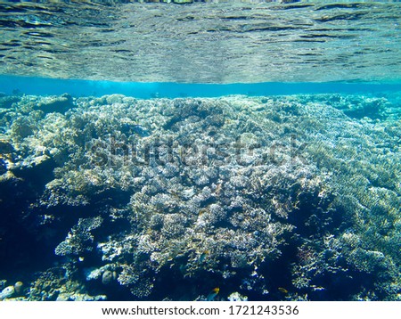Tropical fish on the coral reef 
