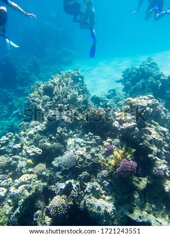 Tropical fish on the coral reef 
