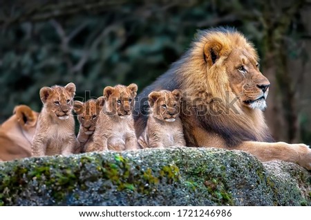 A lion lying in the rock with its cubs Royalty-Free Stock Photo #1721246986