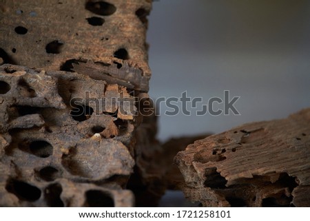 Close up of wooden texture background with termite holes, selective focus