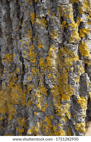 Picturesque tree bark with a bright yellow pattern from the growth of moss 