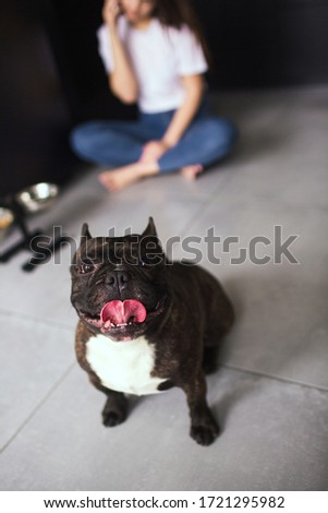 Young woman in kitchen during quarantine. Vertical picture of dark skinned french bulldog look in camera with pink tongue out of mouth. Girl sit behind on floor and talk on phone. Blurred background.