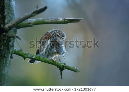 Eurasian Pygmy-Owl - Glaucidium passerinum sitting on the branch with the prey in the forest in summer. Small european owl with the green background.