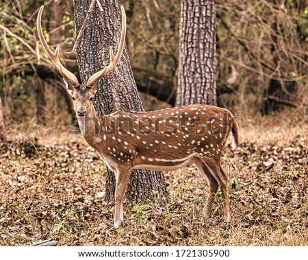 spotted dear, photo taken from kabini wildlife reserve, Karnataka,india Royalty-Free Stock Photo #1721305900
