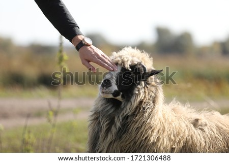 Male hand petting a friendly sheep outdoors in the green field. selective focus.