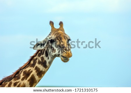 Funny Portrait. Jeep Safari Masai Mara, Kenya. The concept of active, environmental and photo tourism. Long-necked giraffe with beautiful spotted skin and small horns in the African savannah
