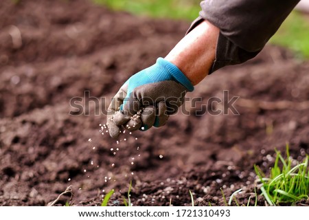 Senior woman applying fertilizer plant food to soil for vegetable and flower garden. Fertilizer and agriculture industry, development, economy and Investment growth concept. Royalty-Free Stock Photo #1721310493