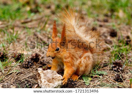 The squirrel sharpens its teeth against a stone. An unusual kind of animal in its natural habitat.