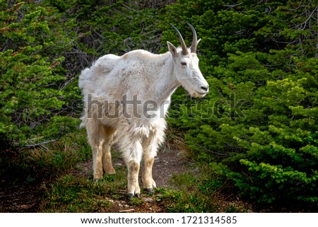 2387_Mountain goat encountered along the Hidden Lake Trail - Logan Pass - Glacier National Park