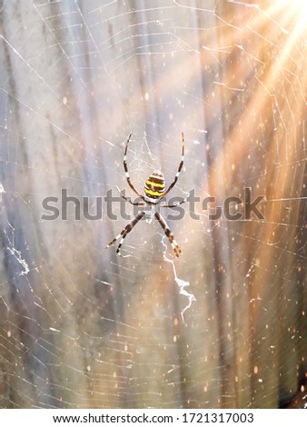 Close up macro shot of garden spider (spider, Argiope) sitting in a spider web. The sun's rays shine on the spider.