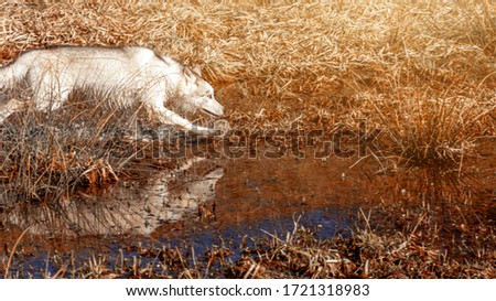 The white young wolf catches up to its prey by running a marshy body of water. Side view of a white Siberian Husky breed dog.