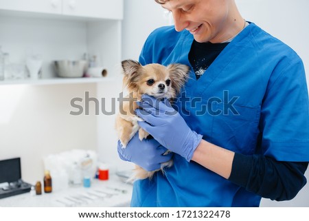 In a modern veterinary clinic, a thoroughbred Chihuahua is examined and treated on the table. Veterinary clinic Royalty-Free Stock Photo #1721322478