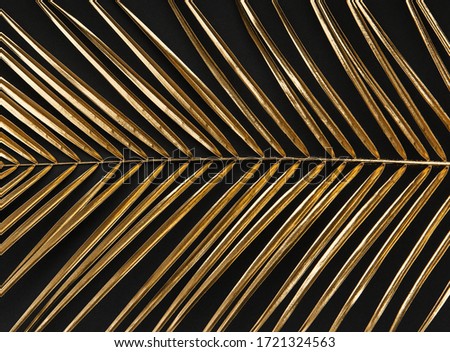 Golden painted date palm leaf closeup on abstract dark black background isolated.  Minimalist style luxury banner, invitation card template.