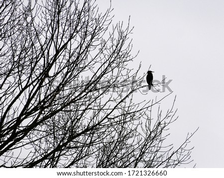 bird in a tree auto contrast black photo