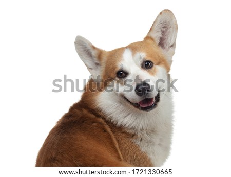 Portrait of a dog on a white background. Smiling Corgi. Pet in the studio. 