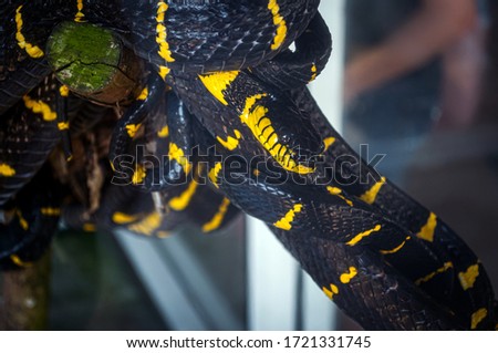 Black and yellow snake mangrove boiga, Thailand.