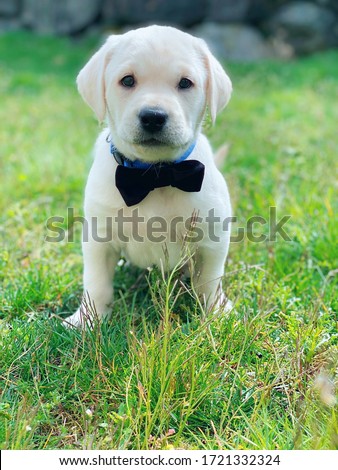 Adorable pure breed white Labrador Retriever puppy posing for a picture with black bow tie in a field of bright green grass with a soft blurred background.