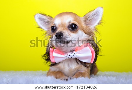Beautiful chihuahua dog with bow-tie. Animal portrait. Chihuahua dog in stylish clothes. Yellow background.  Colorful decorations. Collection of funny animals.