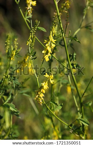 Detail of a yellow melilot plant in bloom ( Melilotus officinalis ) with stem and blossoms on a meadow