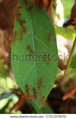 Red ants are helping to build a nest on the leaves.