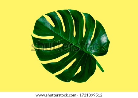top view of tropical monstera leaf shadow on yellow color background. minimal summer concept. flat lay