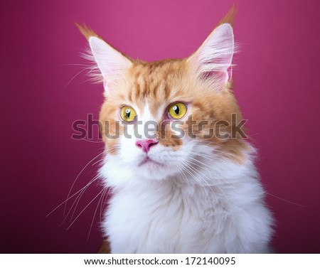 Beautiful stylish Main Coon cat. Animal portrait. Main Coon cat is standing. Pink background. Colorful decorations. Collection of funny animals