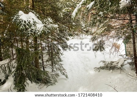 Trail through the woods in the snow
