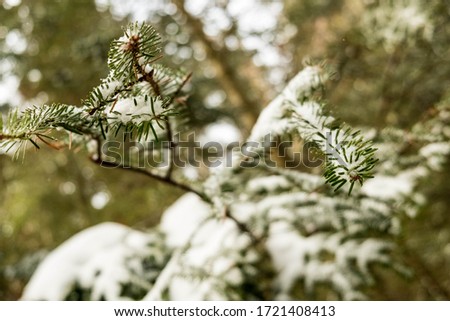 Macro of snow covered pine needles