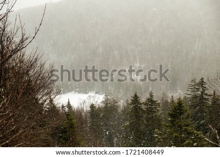 Looking through the forest at a snowy valley
