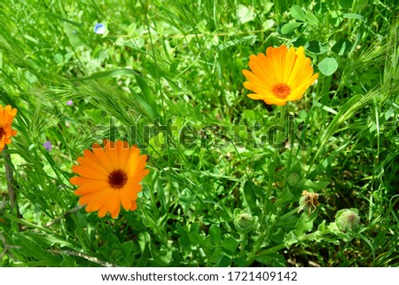 orange calendula flowers in the garden