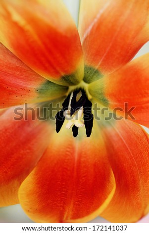Close up of the center of a bright orange tulip. 