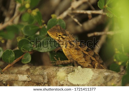 Lizard hide in the woods