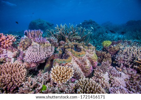 Huge Giant clam and healthy corals