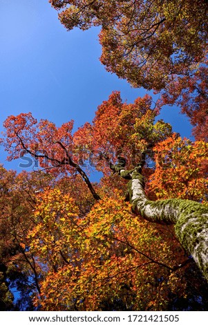 Colorful autumn leaves of maple looking up in the blue sky background