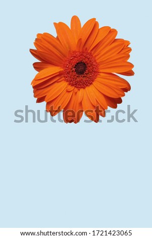 natural flower on colorful background