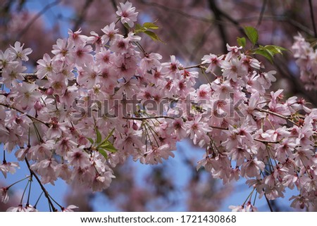 Cherry blossom pink and white little flowers with a blue sky backdrop