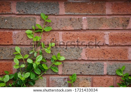 Green ivy and red brick background pattern texture