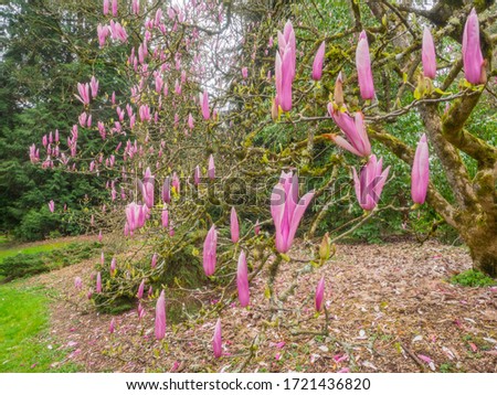 Saucer magnolia (Magnolia × soulangeana) is a hybrid plant in the genus Magnolia and family Magnoliaceae. It is a deciduous tree with large, early-blooming flowers in various shades of white, pink