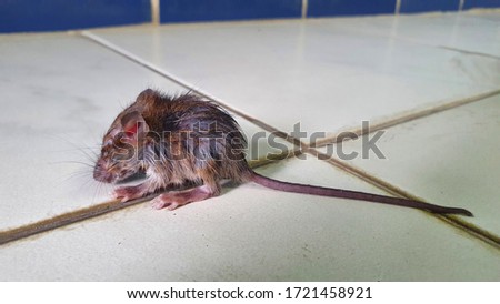 Picture of sick brown rats and epidemics